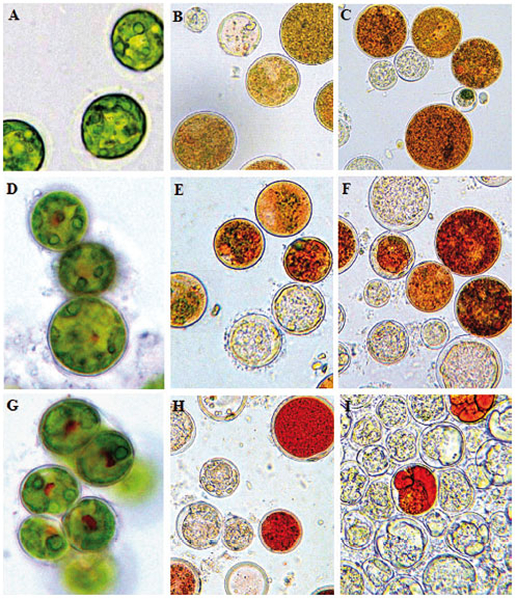 Algae
