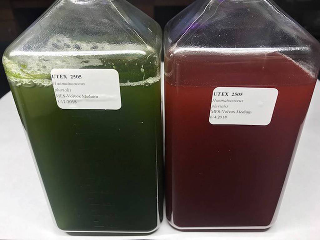 Algae Green and Red
