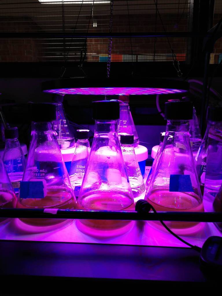 Algae Growth at Des Moines Area Community College