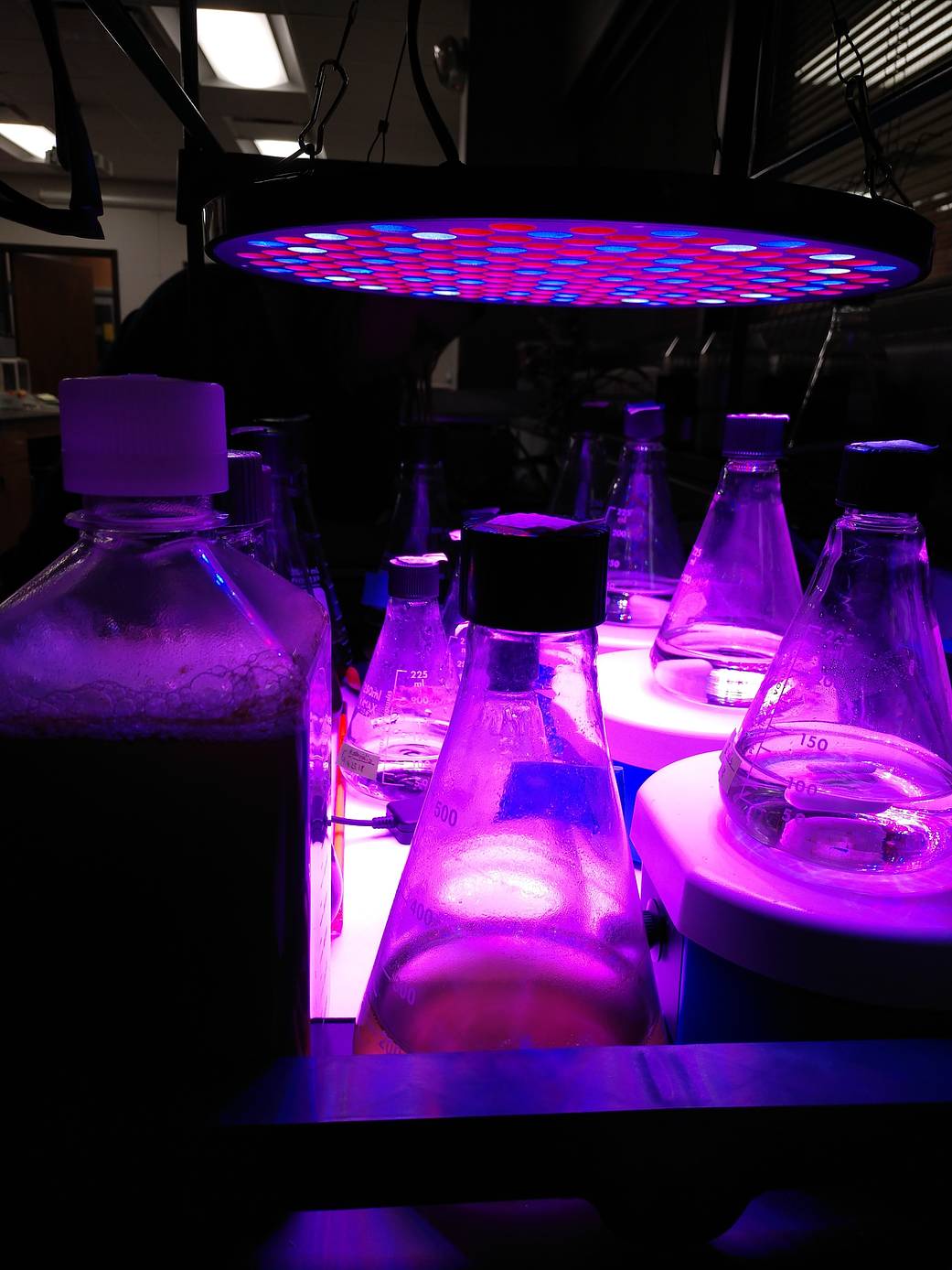 Flasks of algae growing under LED growth light 
