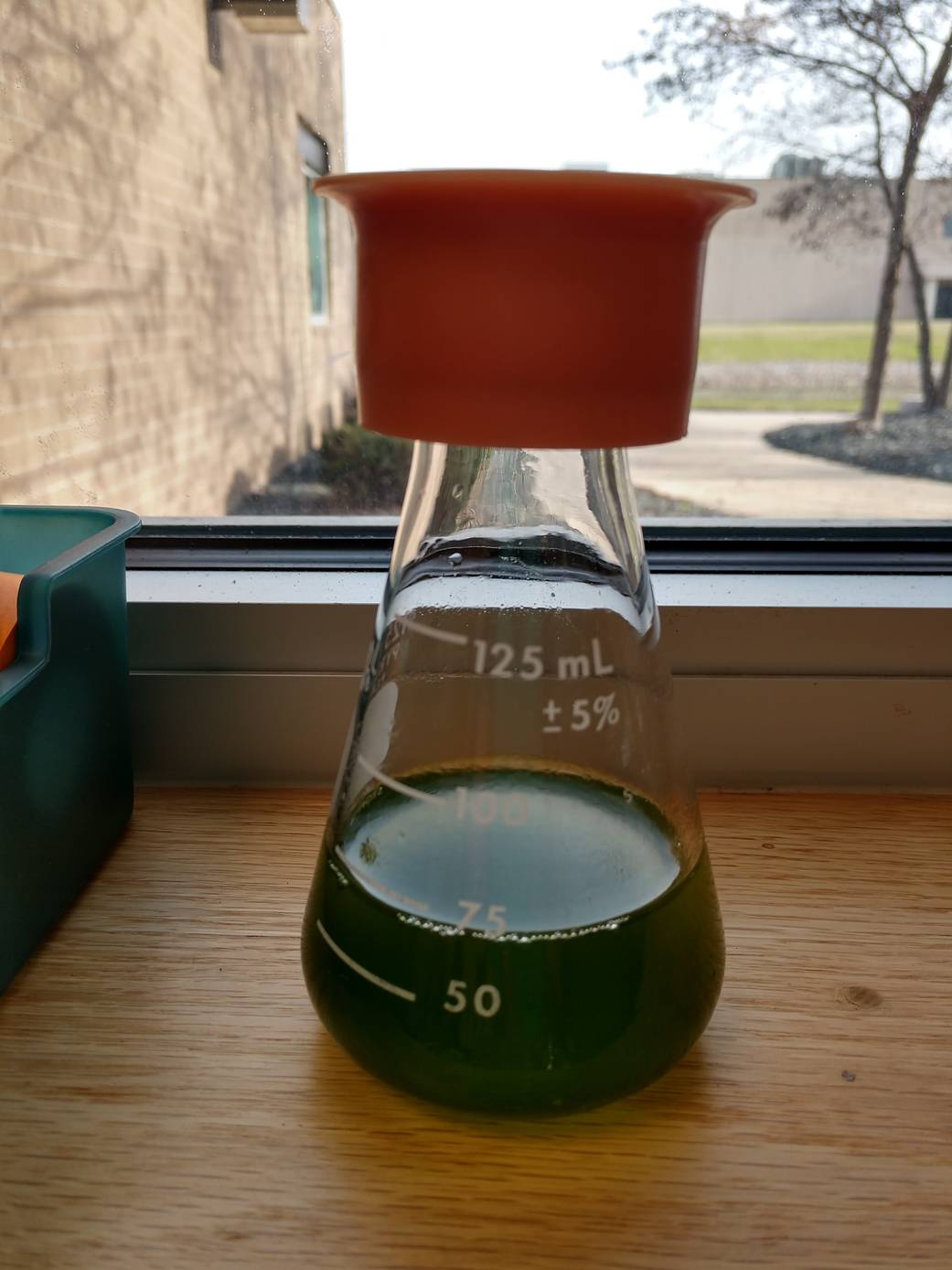Flask of algae used to learn the spectrophotometer