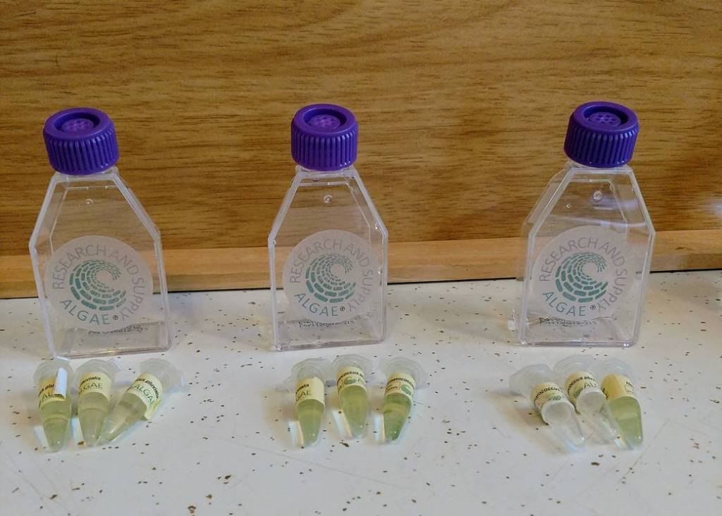 Algae Supply Vials