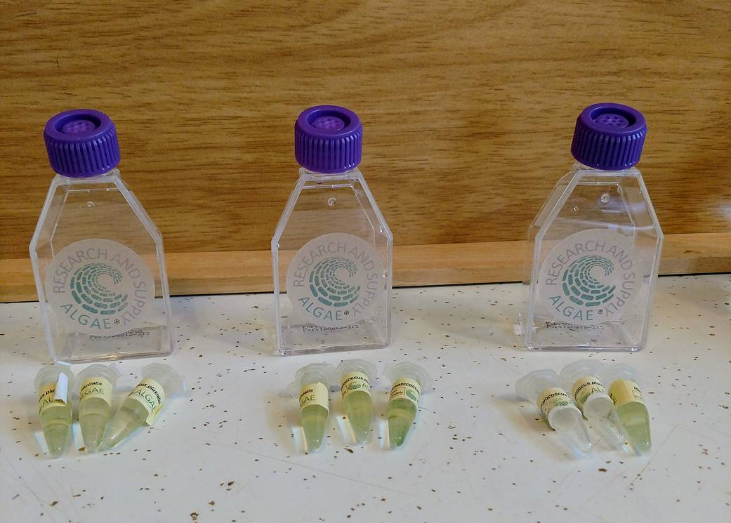 Algae supply vials