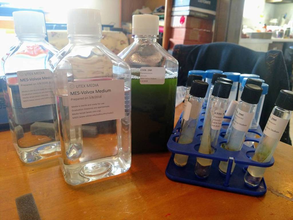 Algae from Utex