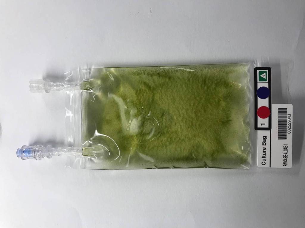 Microalgae in Culture Bag