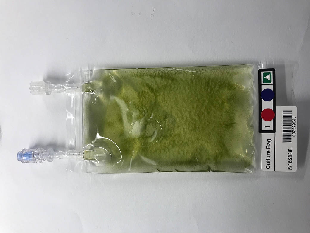 Microalgae in culture bag