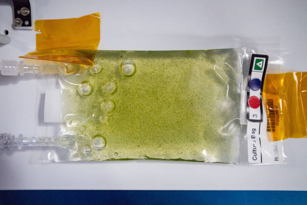 Culture bag of algae