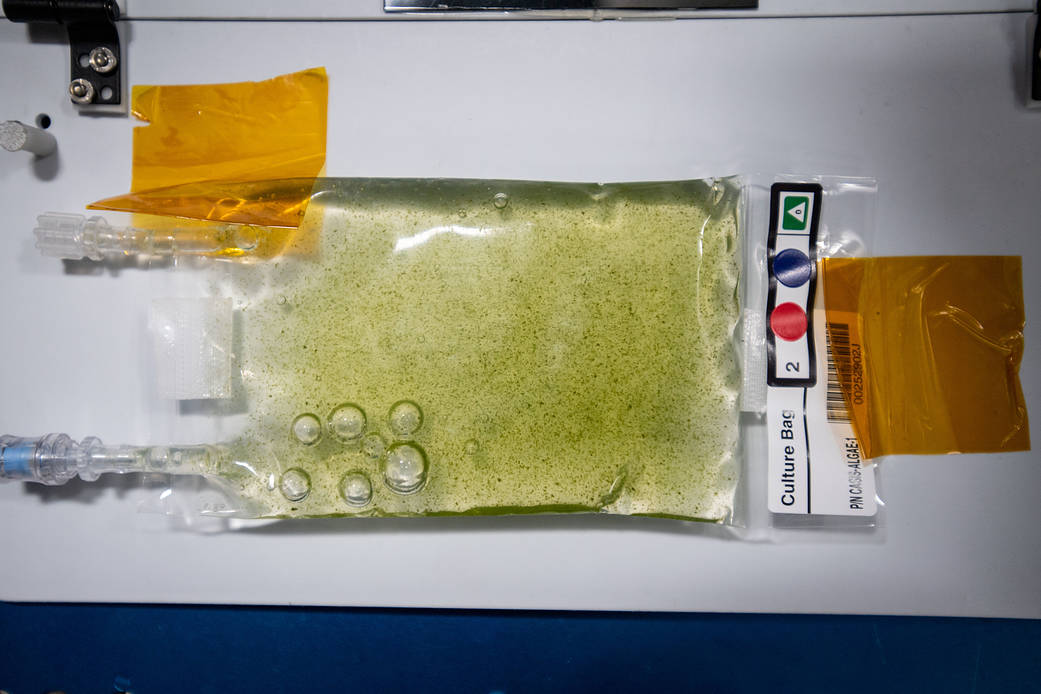 Culture bag of algae