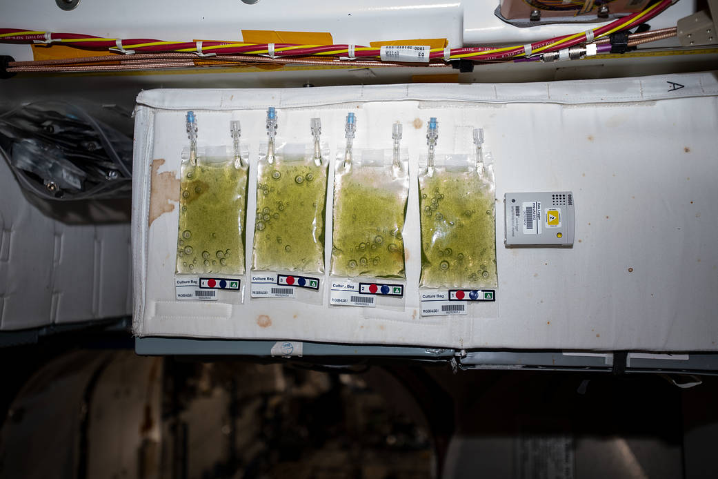 Culture bag of algae