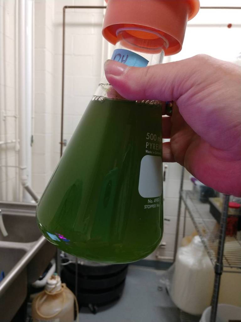 Flask of Algae