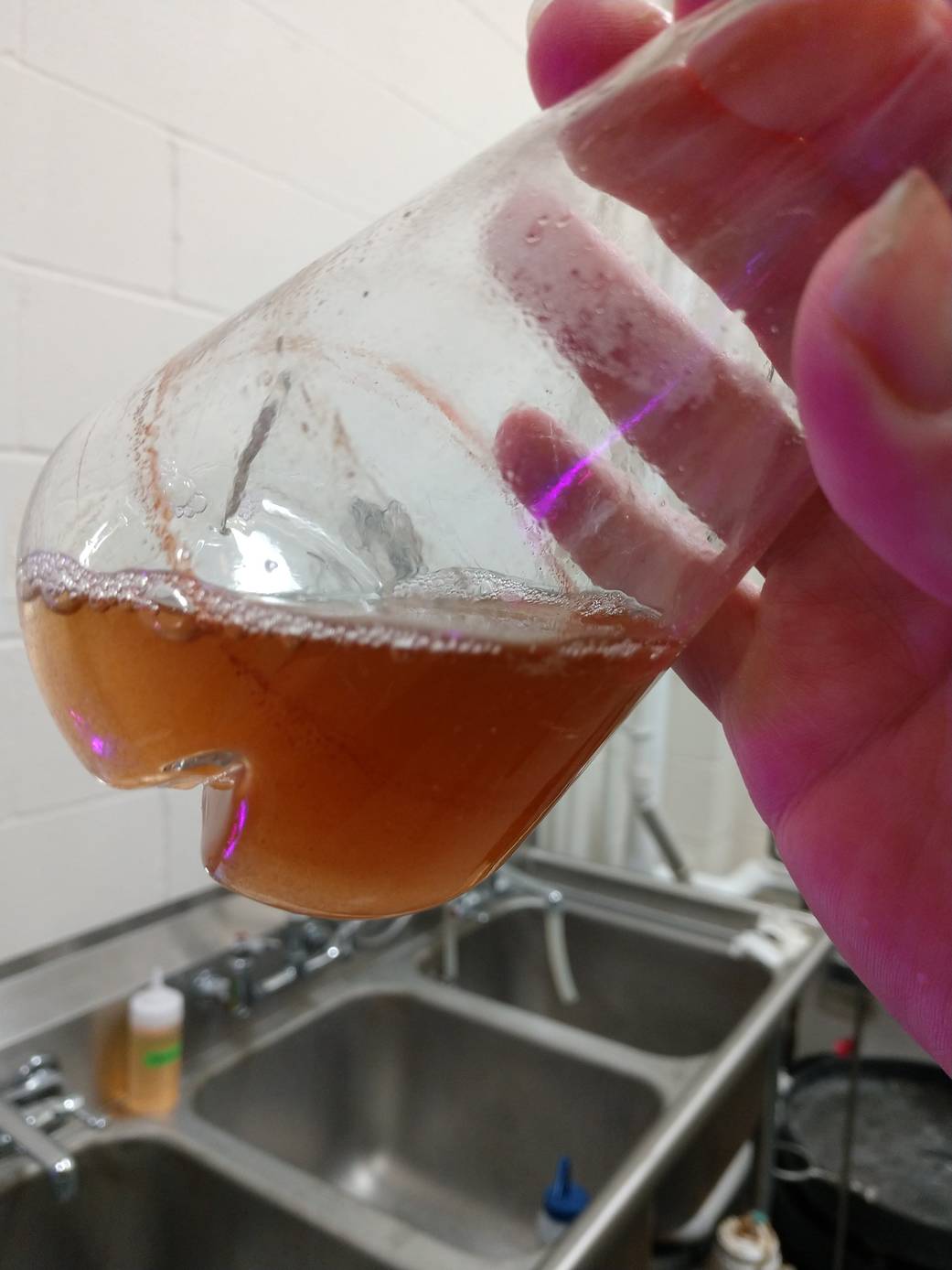 Algae turned red after being over heated