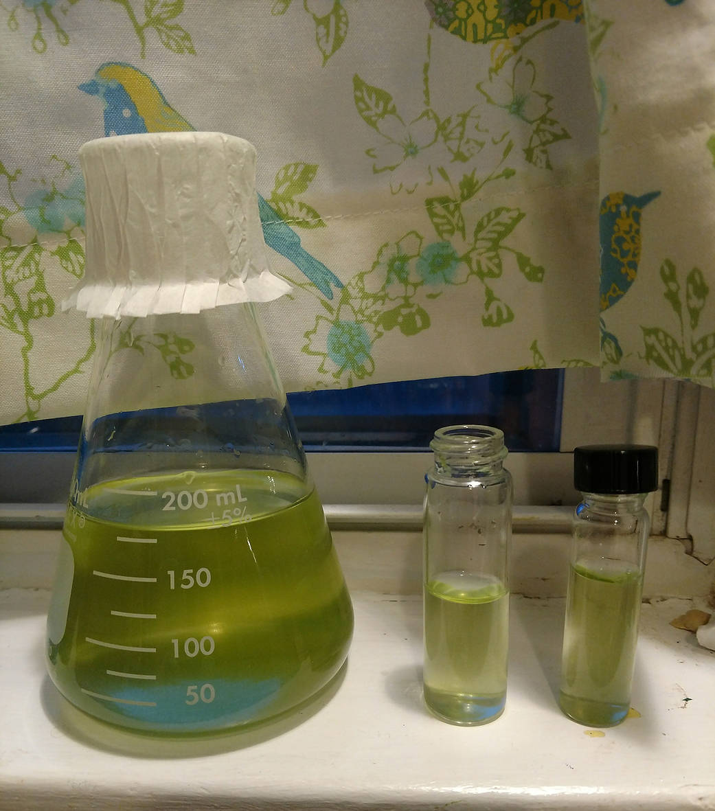 Vials of thawed H. pluvialis