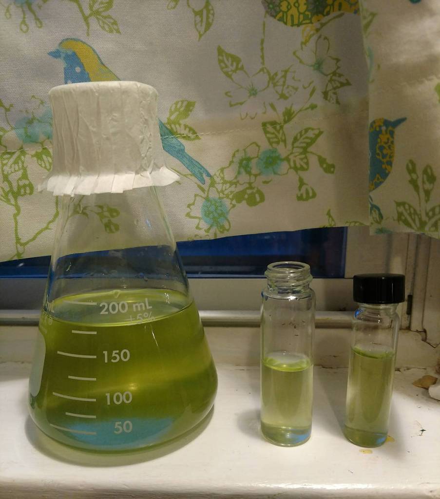 Flask of H. pluvialis
