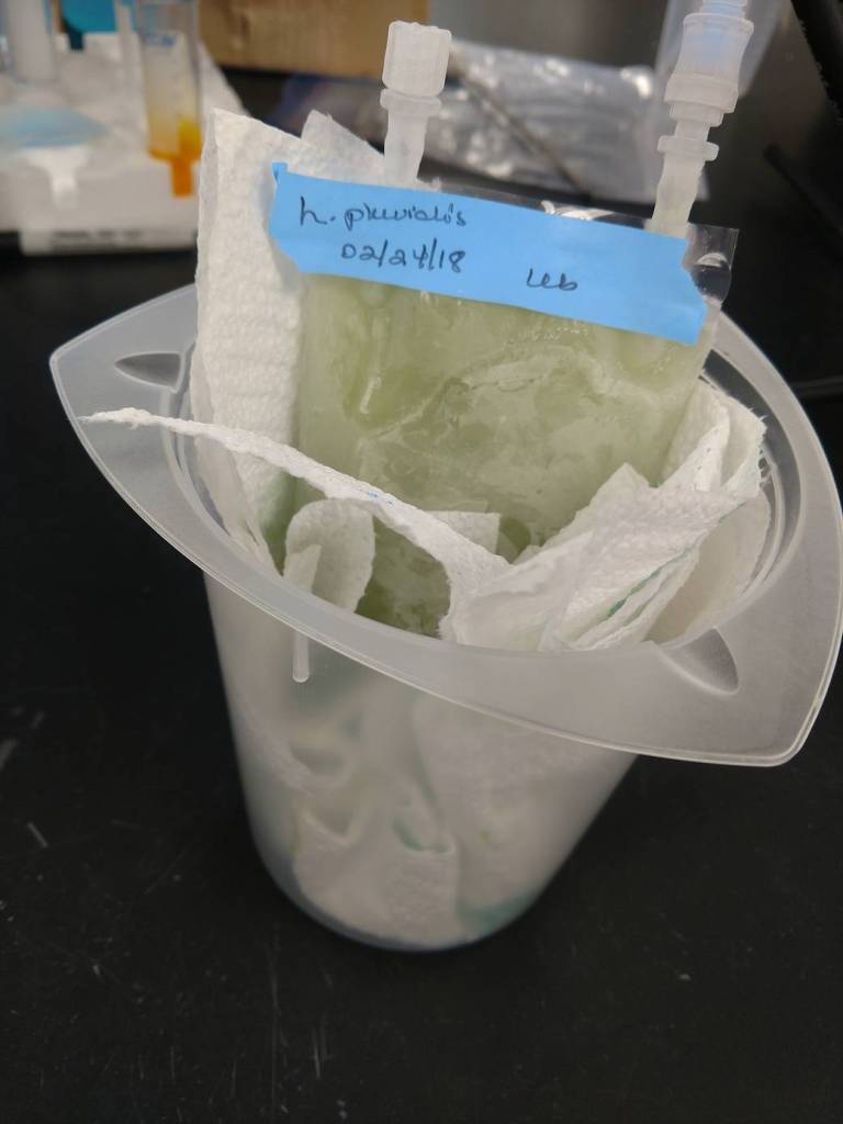 Frozen H. pluvialis