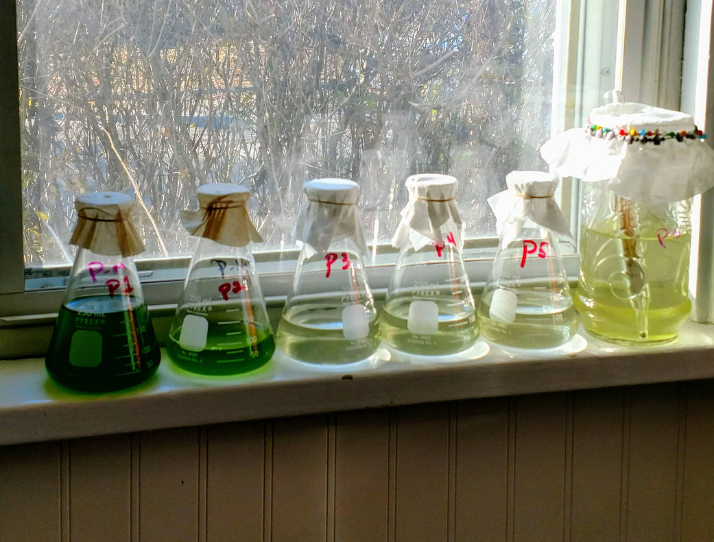 Algae in beakers sitting on a windowsill 