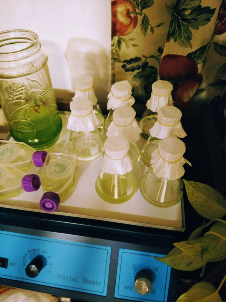 Growing Algae