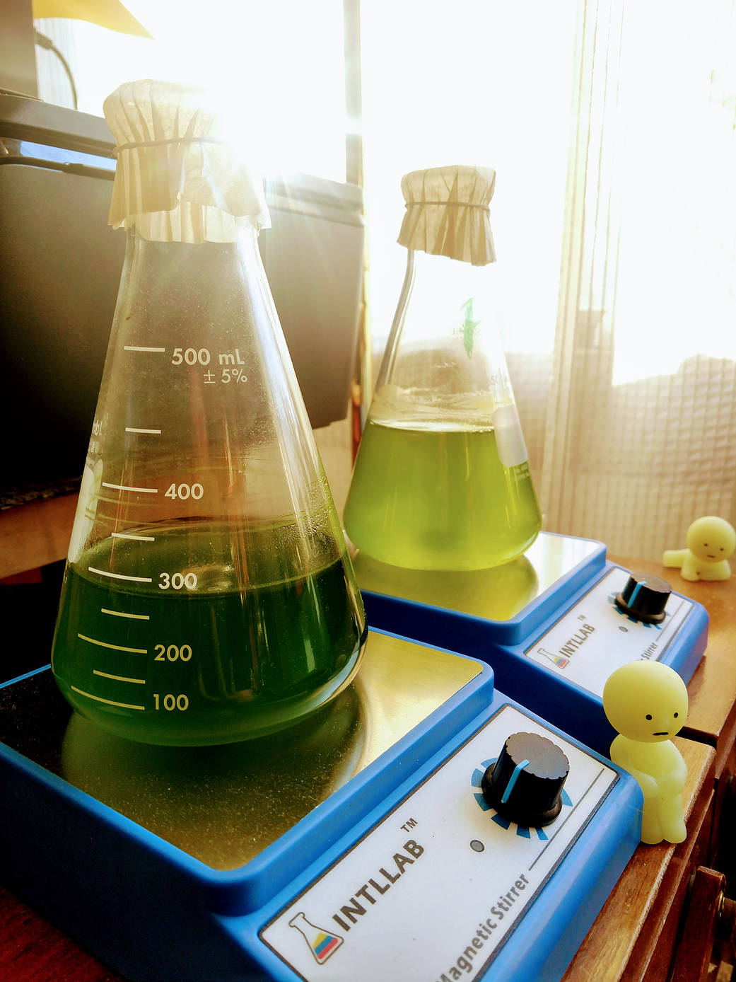 Growing algae