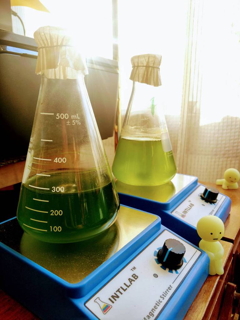 Growing Algae