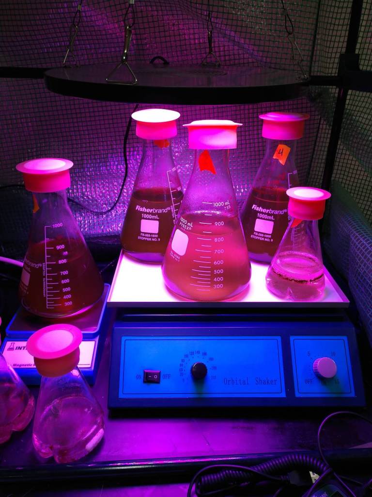 Growing Algae 4