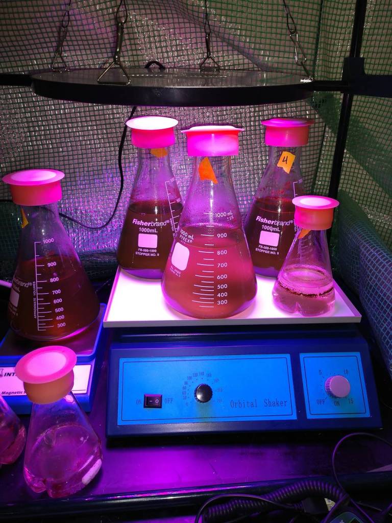 Growing Algae 5