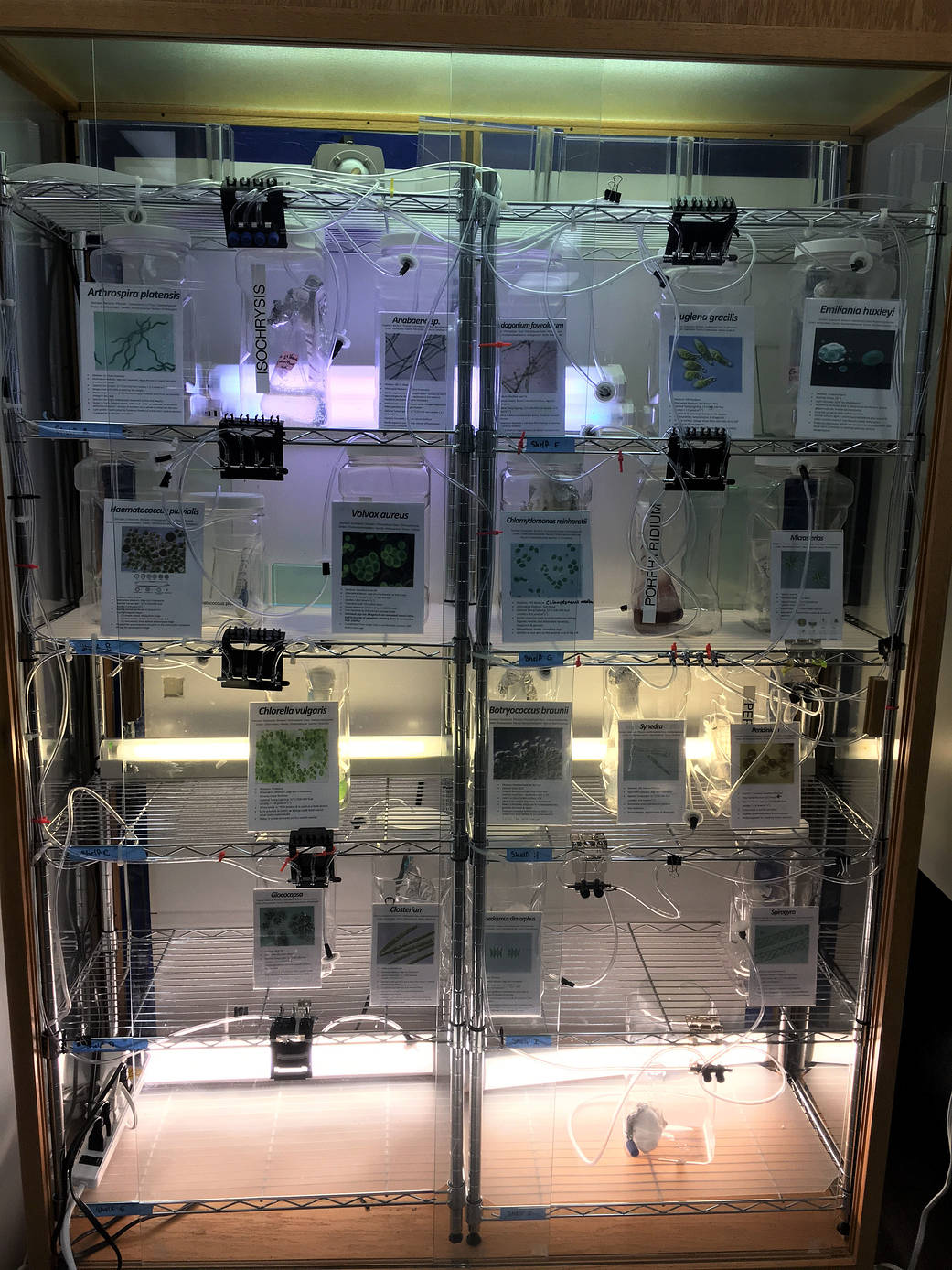 Lab samples