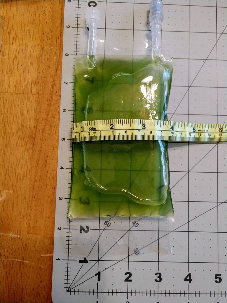Measuring Bag of H. pluvialis 4