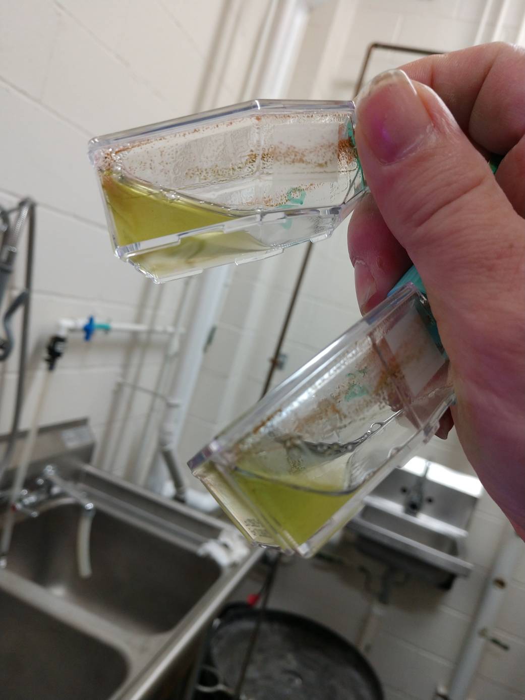 Algae from culture flask growing new green algae