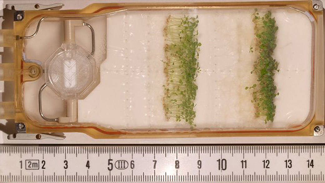 Plant Biology in Space