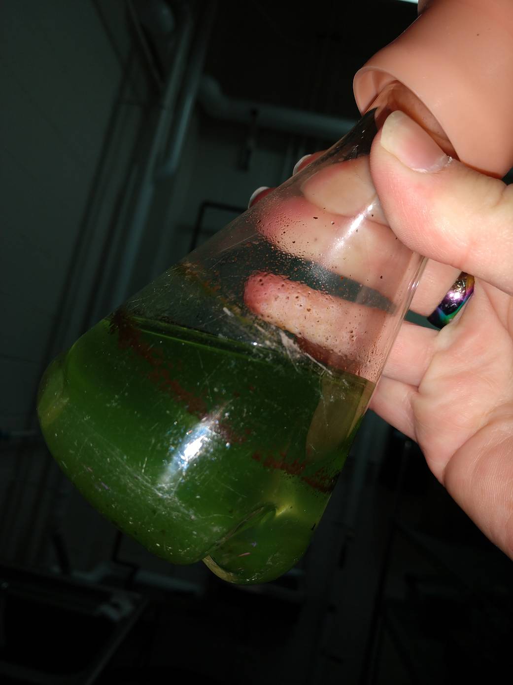 Flask of algae