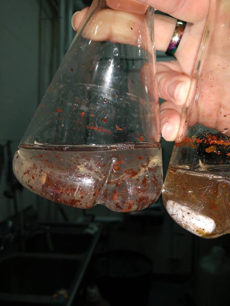 Red Algae Flask 2