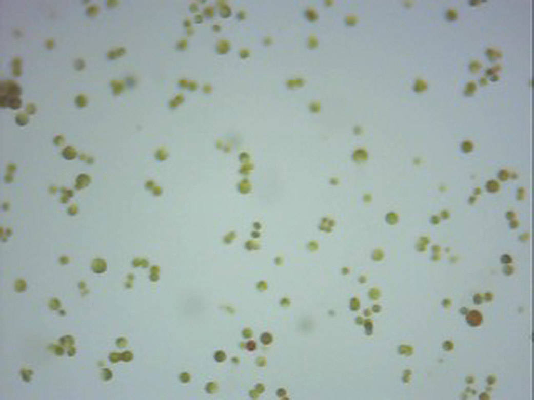 Algae growing in broth