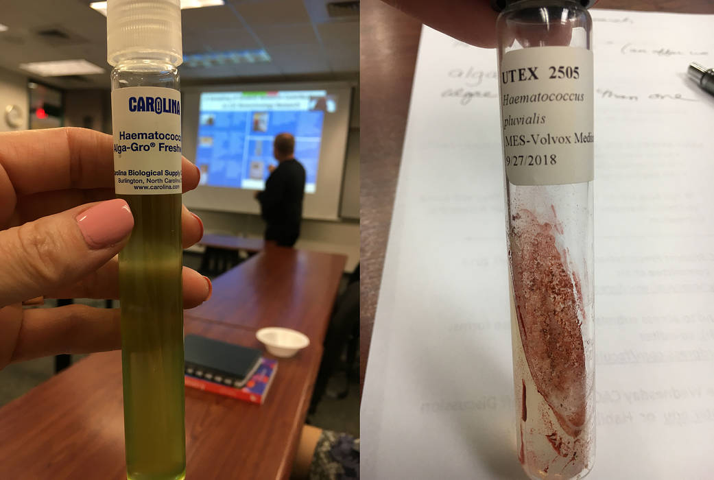 Two samples of H. pluvialis