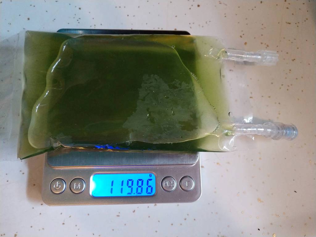 Weighing Bag of H. pluvialis