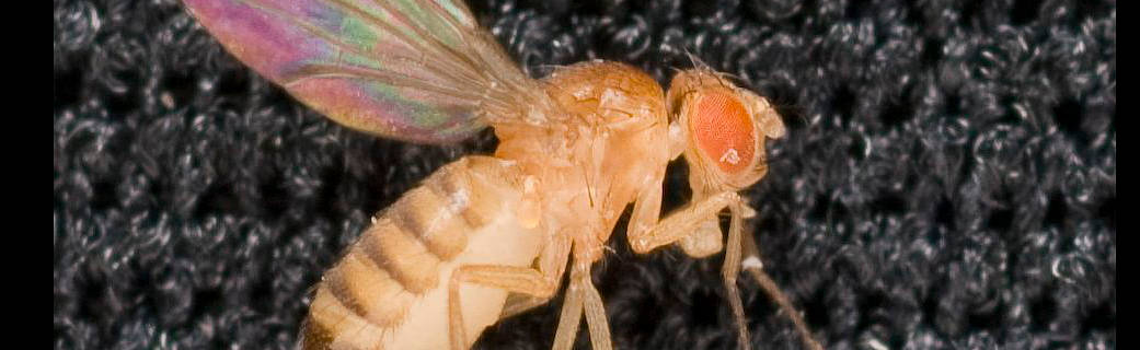 Fruit Fly