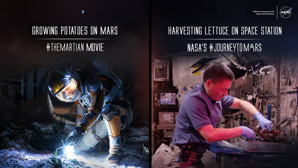 Harvesting Lettuce on Space Station