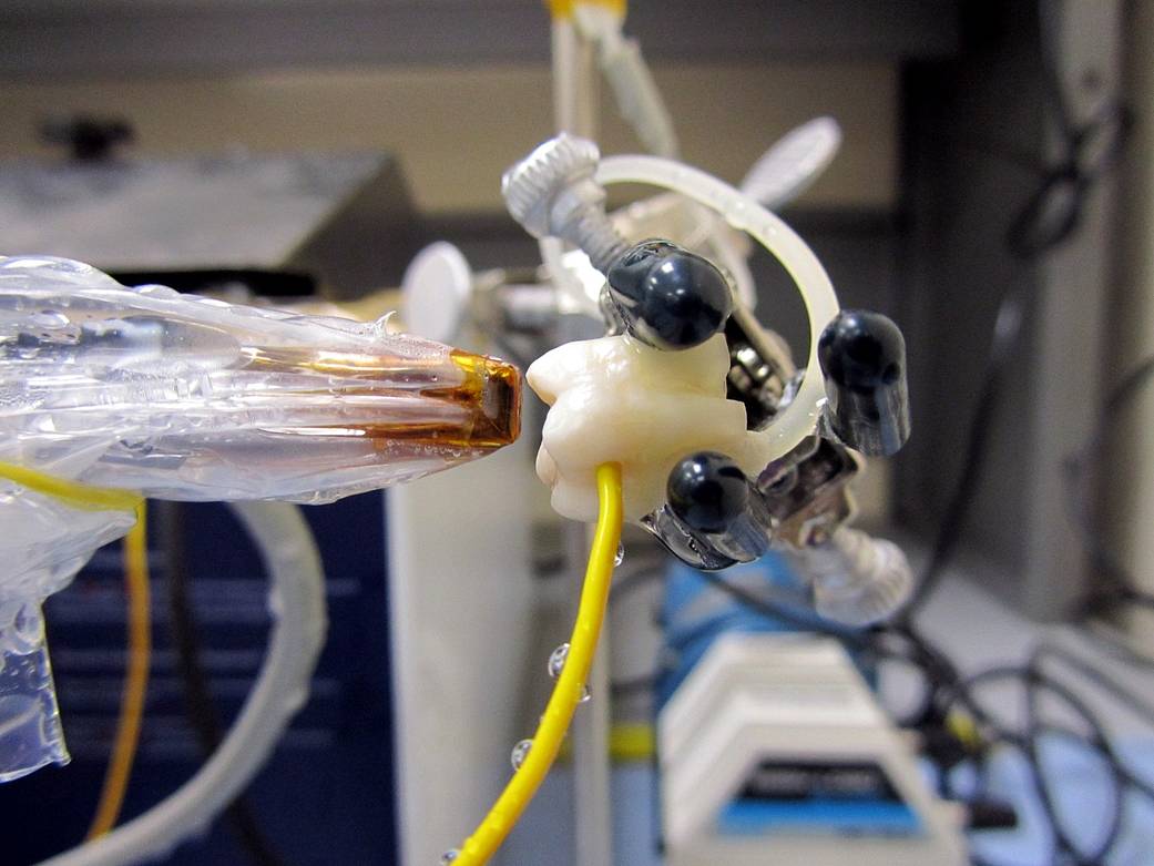 Human molar with thermocouple embedded just above pulp space irradiated with focused microwave energy.