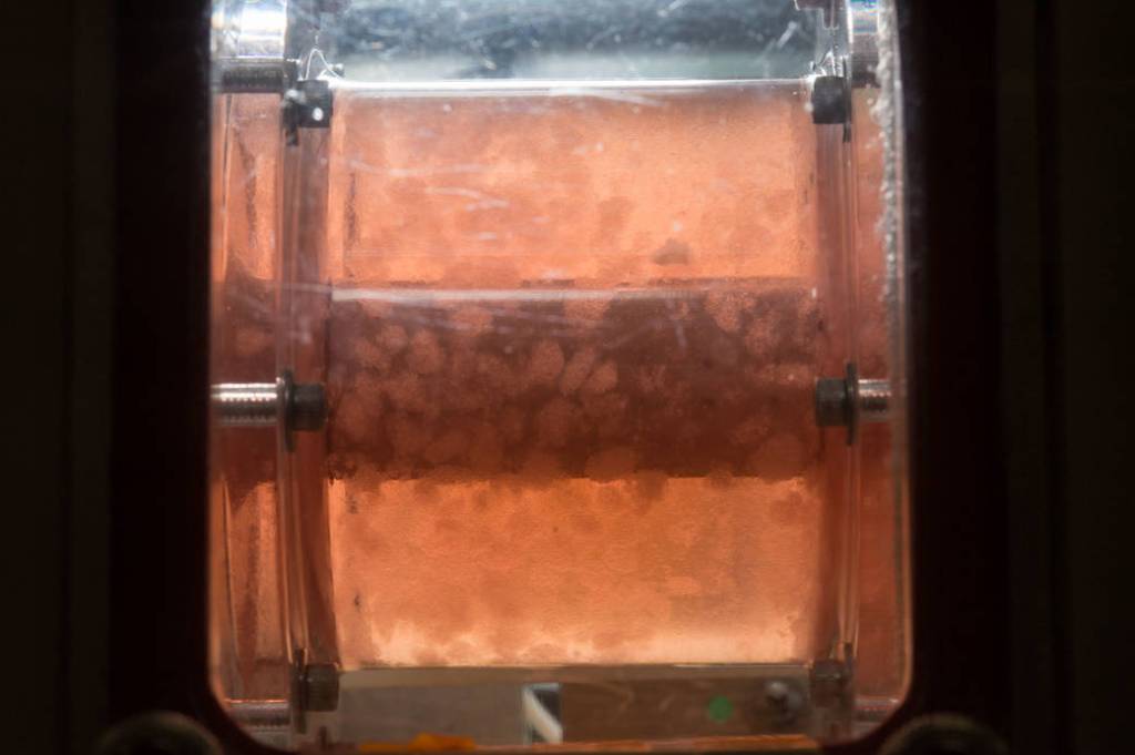 Cells Floating in Growth Medium