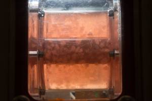 Photo of cells floating in an orange growth medium