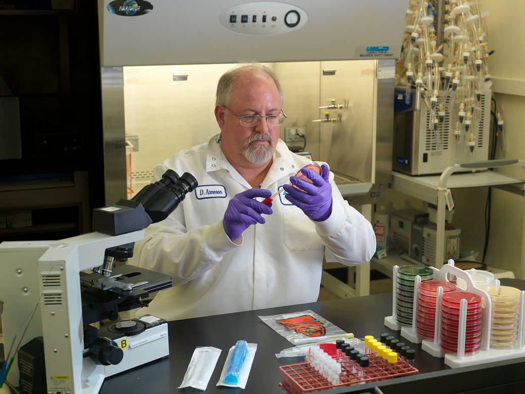 A scientist streaks microbial cultures.