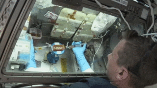 NASA astronaut Warren “Woody” Hoburg works on the Cardinal Heart 2.0 investigation