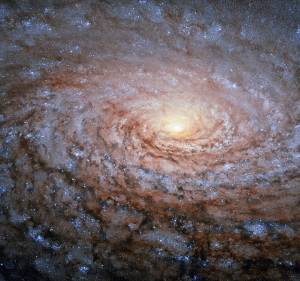 The arrangement of spiral arms in the galaxy Messier 63 recall the pattern at the center of a sunflower