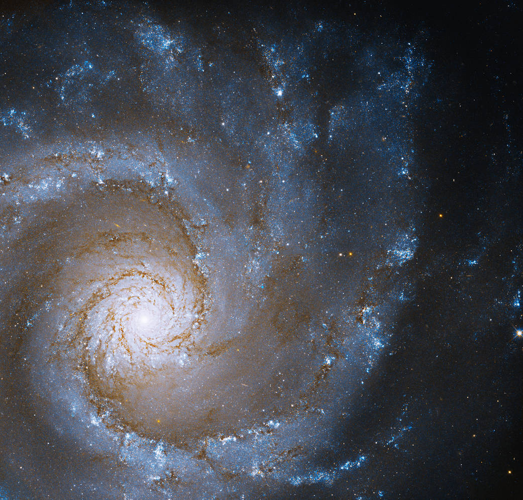 sublime face-on spiral galaxy whose central bulge of stars is at center left. Its spiral arms radiate out filling the image. Dark reddish-brown dust lanes line the inner part of the spiral arms.