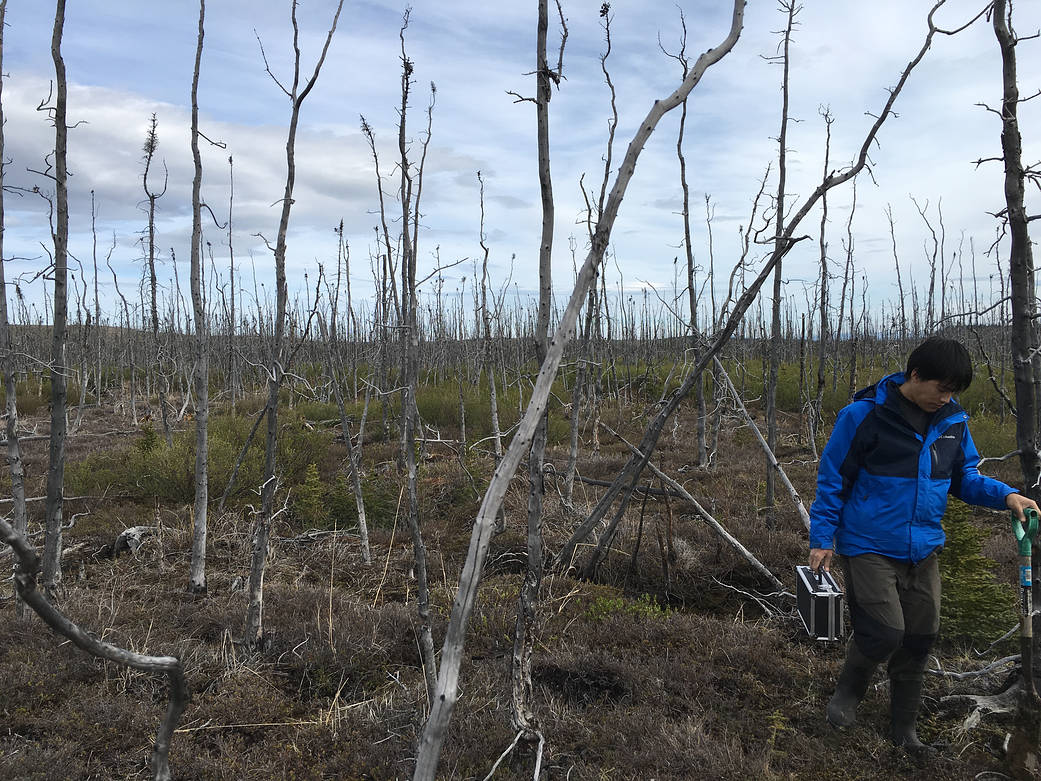 A person in a blue coat walks among standing dead trees.