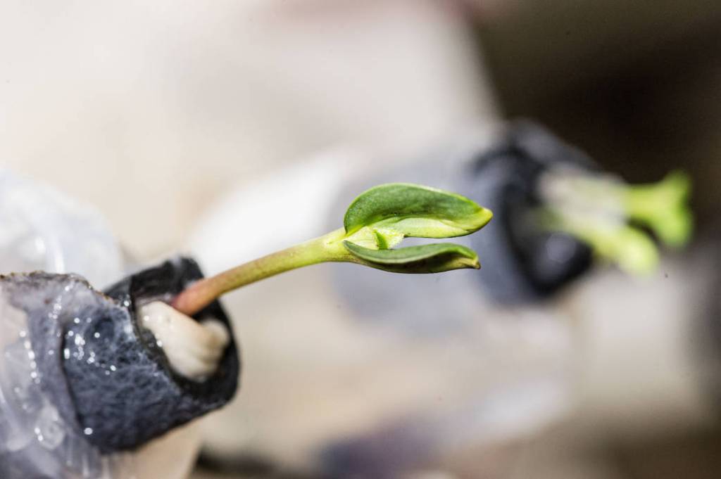 Young Sunflower Plant Aboard Station