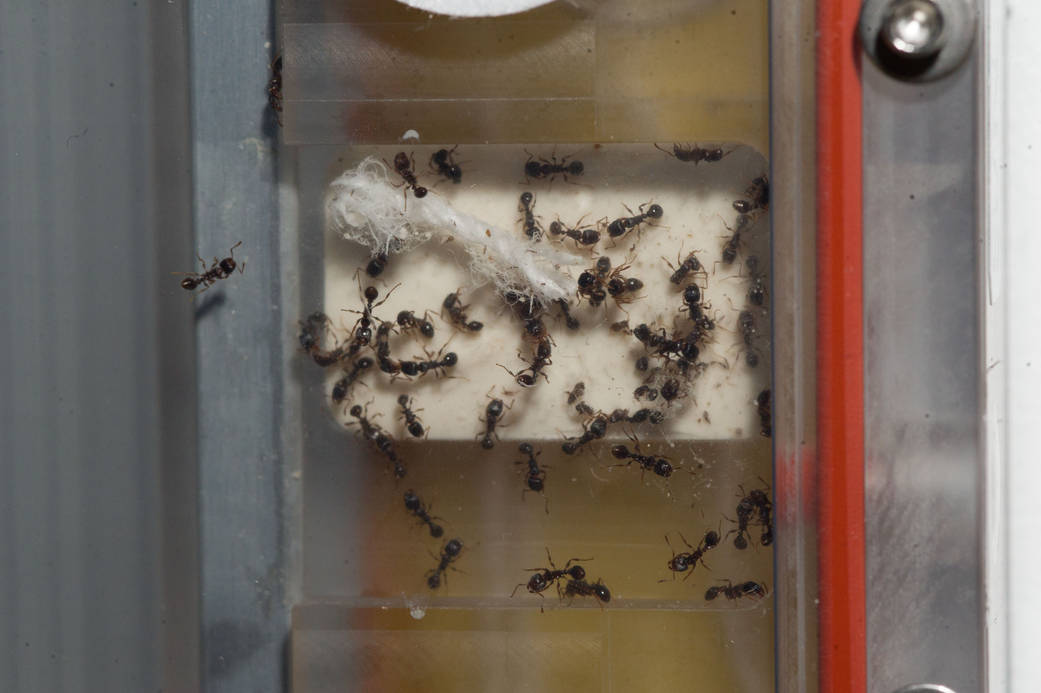 The Ant Forage Habitat Facility