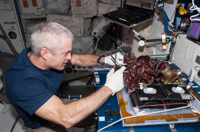 NASA astronaut Steve Swanson harvests a crop of red romaine lettuce plants