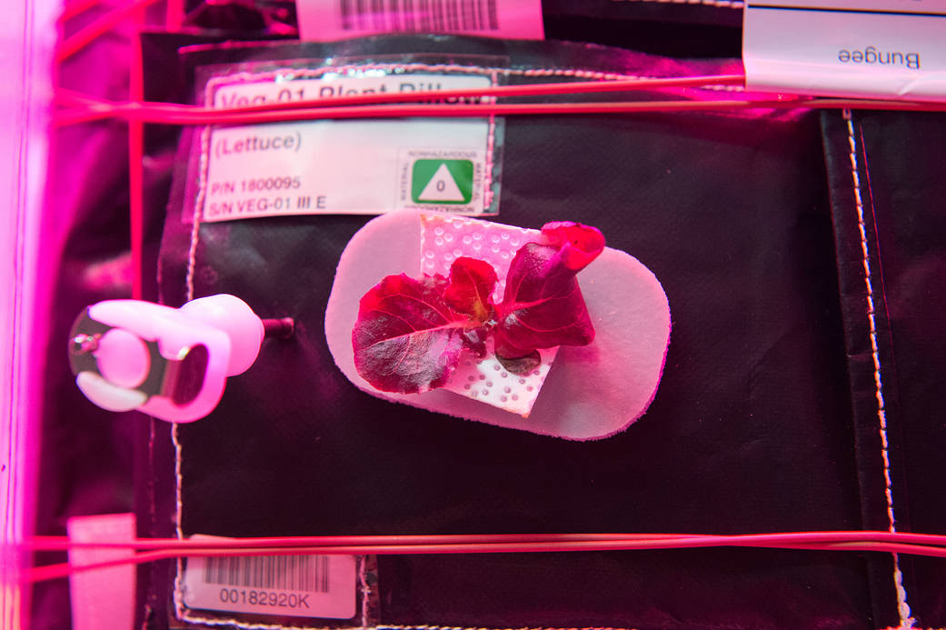 Astronauts on the International Space Station continue testing the hardware for growing vegetables and plants in space