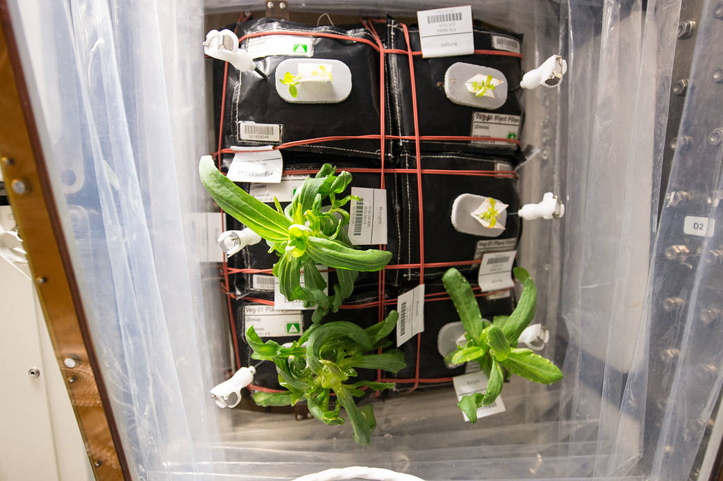 Zinnia flowers are starting to grow in the International Space Station's Veggie facility