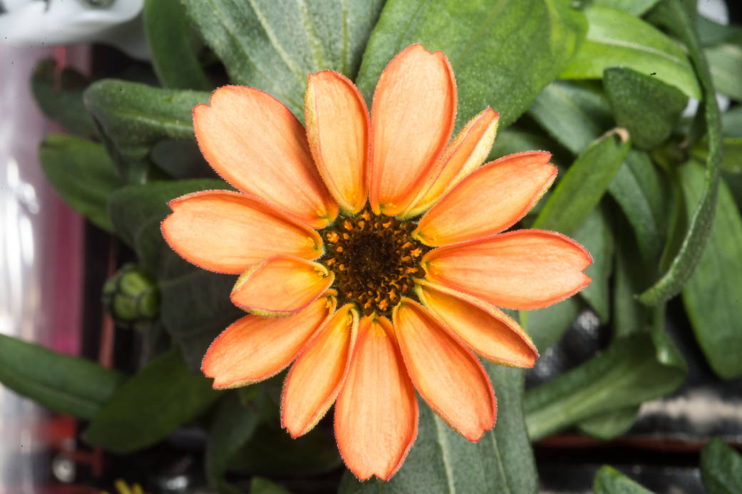 Closeup of zinnia flower bloom surrounded by leaves