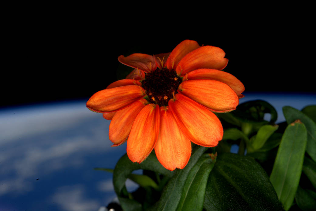 #SpaceFlower out in the sun